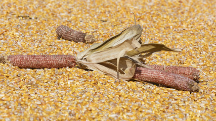 cobs and corn in the farm