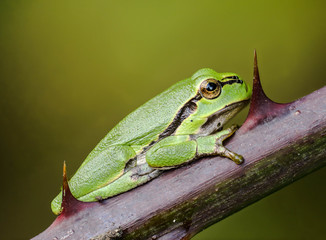 Europäische Laubfrosch (Hyla arborea)