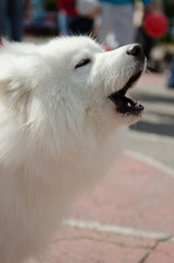 dog Samoyed husky