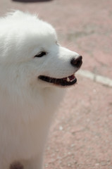 Obraz premium dog Samoyed husky