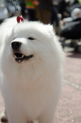 dog Samoyed husky