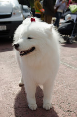 dog Samoyed husky