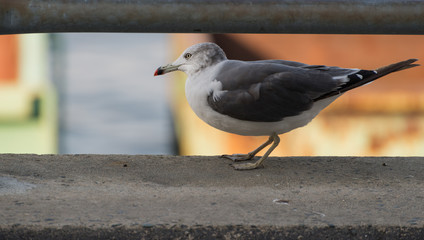 Seagull at the city port. Selective focus. Shallow depth of field.