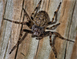 Fototapeta premium Macrophotographie d'une araignée: Epeire des fenêtres (Zygiella x-notata) 