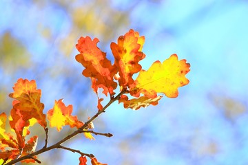 Fototapeta premium Leaves in fall