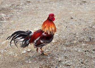 game-cock, cockfighting - traditional entertainment in the Dominican Republic