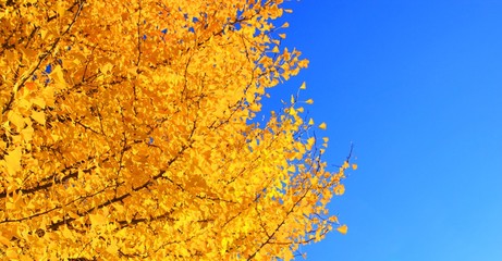 Fall in park with golden ginkgo leaves