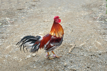 game-cock, cockfighting - traditional entertainment in the Dominican Republic
