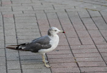 Seagull at the city port. Selective focus. Shallow depth of field.