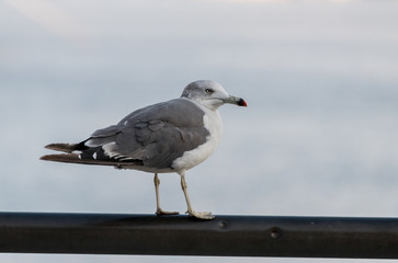 Seagull at the city port. Selective focus. Shallow depth of field.