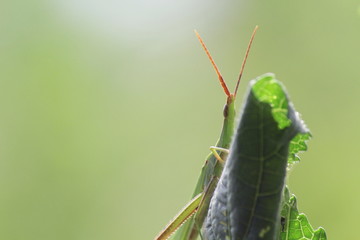 ショウリョウバッタ