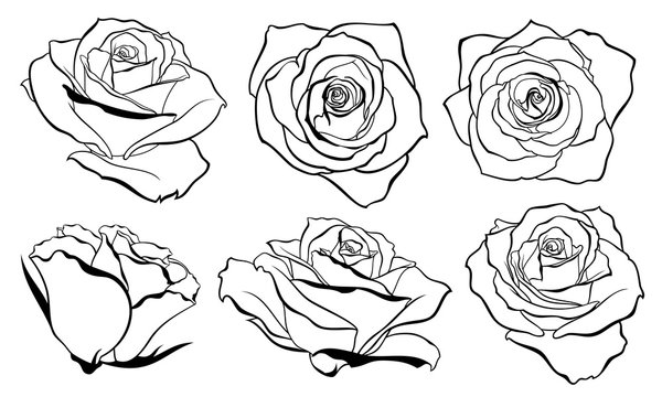 Vector set of detailed, isolated outline Rose bud sketches in black colour. Vector illustration for design on white background.