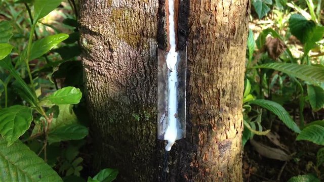 Milky latex extracted from tapped rubber tree (Hevea Brasiliensis) as a source of natural rubber