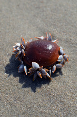 L'insolite des plages