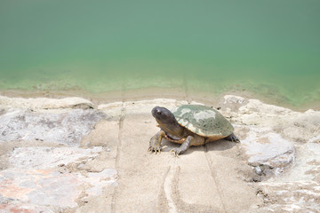 Mud turtle