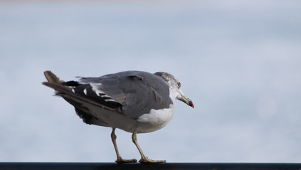 Seagull at the city port. Selective focus. Shallow depth of field.