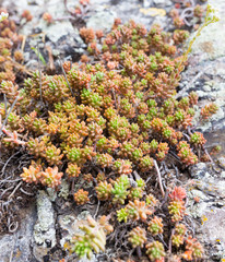 plant growing on a rock