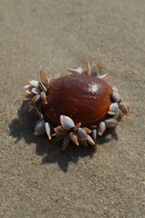 L'insolite des plages