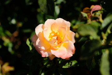 Peach rose