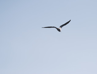 Flying seagull over blue sky.