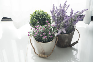 flower and dwarf tree on pot with sunlight from the window.