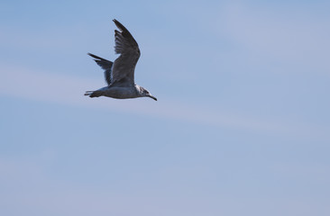 Flying seagull over blue sky.