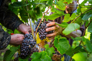 Weinlese im Spätsommer