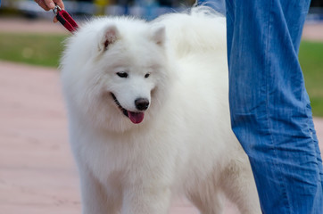 dog Samoyed husky