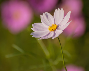 Cosmos flower. Selective focus with shallow depth of field.