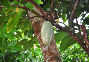 Cocoa fruit ripens on the trees. cocoa farm in the Dominican Republic. Photo partially tinted.