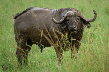 Buffalo in the field with mud