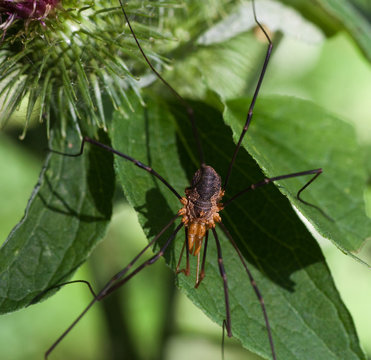 Macrophotographie d'un arachnide: Faucheux (Phalangium opilio) 