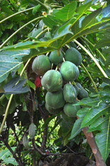 green tropical nuts on the bush
