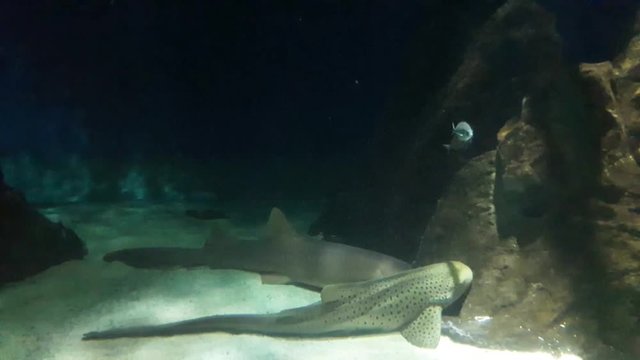 sharks sleeping in aquarium tank