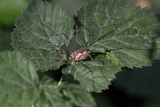 Macrophotographie d'insecte: Faucheux (Phalangium opilio)