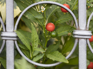 red berries behind the railing