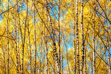 Birch grove in golden autumn