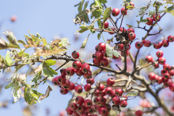 red berries in the garden