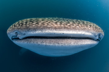 Obraz premium Whale Shark open mouth close up portrait underwater