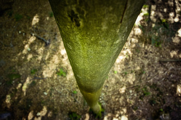 Baumwipfelpfad / tree top path ecosystem