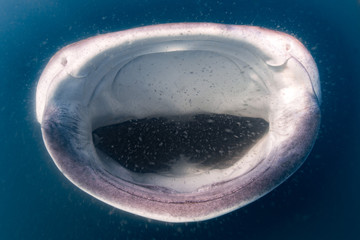 Whale Shark open mouth close up portrait underwater