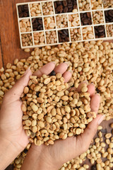 Close up of coffee beans on hand