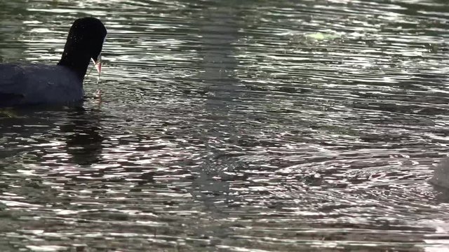 coot swimming on the lake and feeding the  fledgling