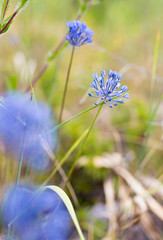 beautiful blue flower on nature
