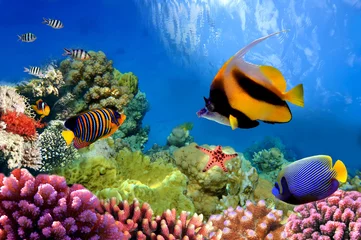 Crédence de cuisine en verre imprimé Récifs coralliens La vie marine sur le récif corallien