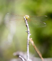 dragonfly in nature. macro