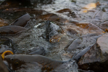 Pond to swim a lot of carp