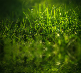Green grass reflected in water surface.
