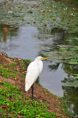 White heron on the lake with green leaves on the surface of the lotus.