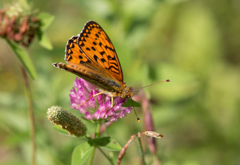 Macrophotographie d'insecte: Grand nacré (Argynnis aglaja)